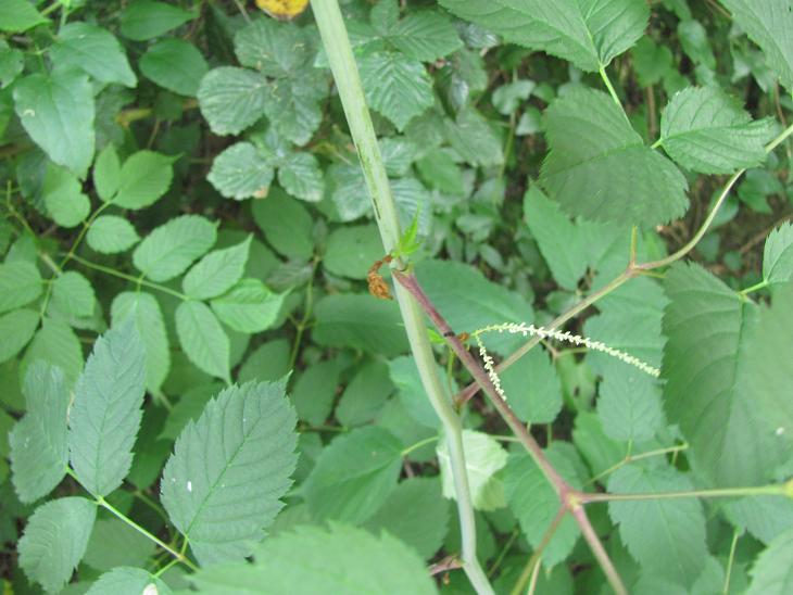 Aruncus dioicus / Barba di capra